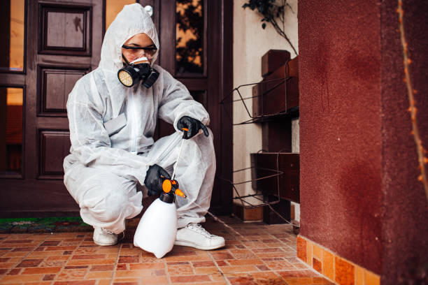 Attic and Crawl Space Rodent Treatment in Contoocook