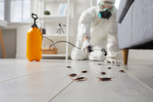 Commercial Rodent Management in Contoocook